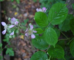 Rubus wirralensis