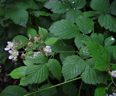 Rubus cissburiensis