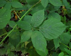 Rubus cissburiensis