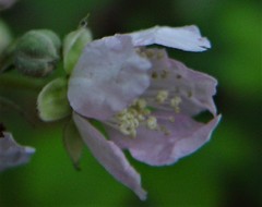 Rubus cissburiensis