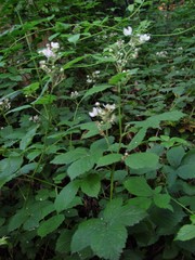 Rubus cissburiensis