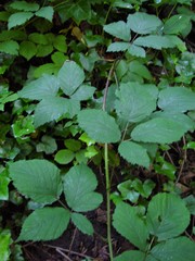 Rubus cissburiensis