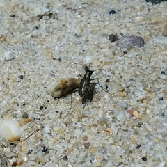 Ellipsoptera marginata