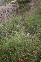 Astragalus vesicarius