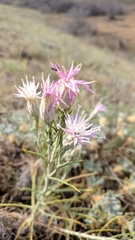 Jurinea stoechadifolia