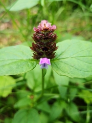 Prunella vulgaris