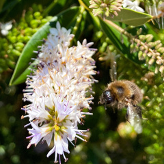 Bombus hypnorum