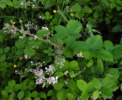 Rubus wirralensis