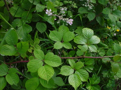 Rubus wirralensis