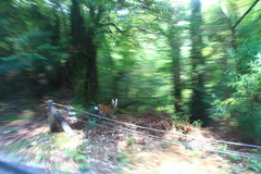 Cervus nippon yakushimae