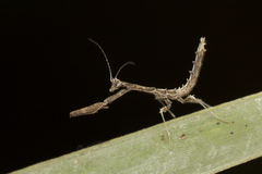 Toxoderidae