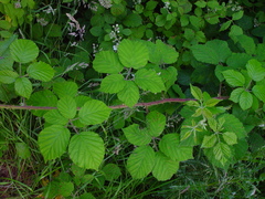 Rubus anisacanthos