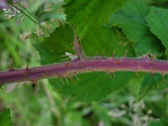 Rubus anisacanthos