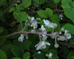 Rubus anisacanthos