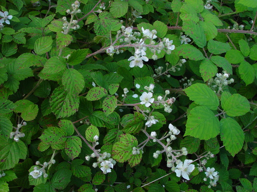 Variously-prickled Bramble (Rubus anisacanthos)