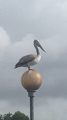 Pelecanus philippensis
