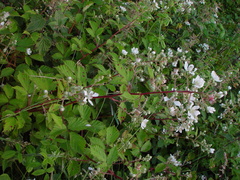 Rubus lindleianus