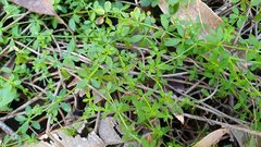 Galium leiocarpum