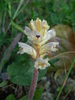 Oxtongue Broomrape - Photo (c) Valerio Lazzeri, some rights reserved (CC BY-NC), uploaded by Valerio Lazzeri