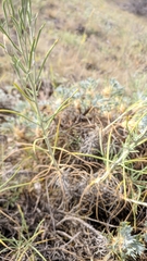 Jurinea stoechadifolia