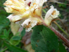 Orobanche picridis