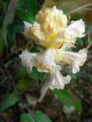 Orobanche picridis