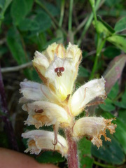 Orobanche picridis