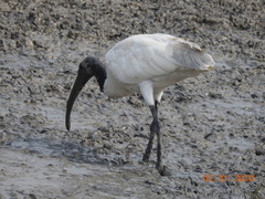 Threskiornis melanocephalus