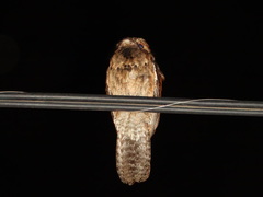 Nyctibius griseus
