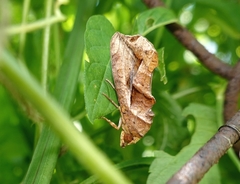 Oraesia emarginata