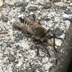 Promachus yesonicus