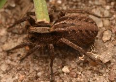 Alopecosa pulverulenta