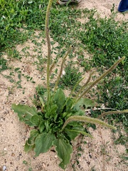 Plantago major