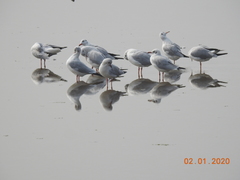 Chroicocephalus brunnicephalus