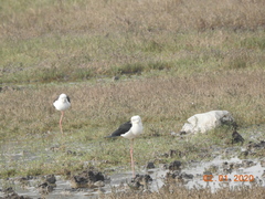 Himantopus himantopus