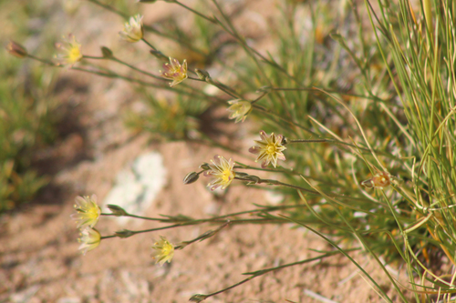 Eastwood's sandwort (Arenaria eastwoodiae)