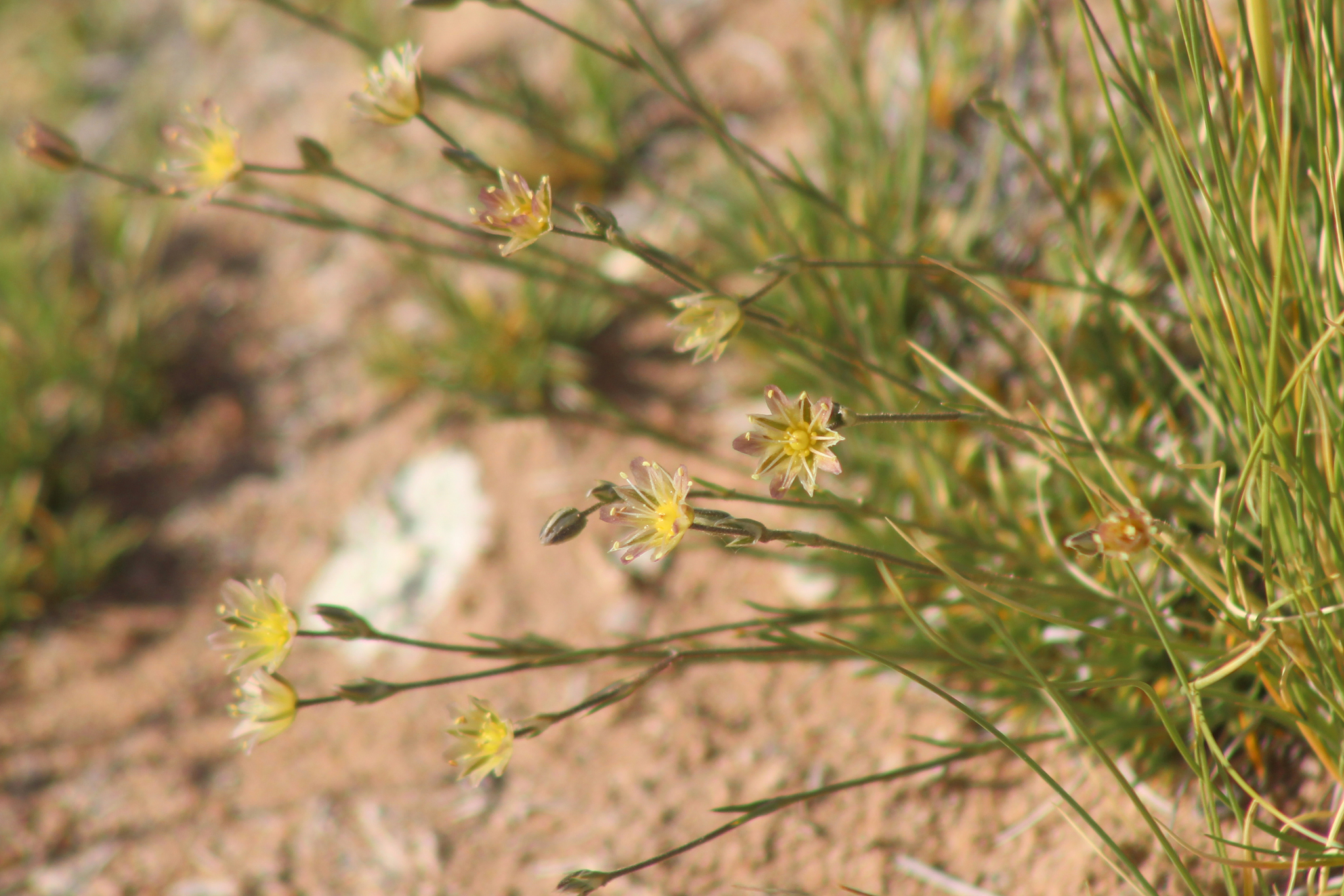 Eremogone eastwoodiae var. adenophora