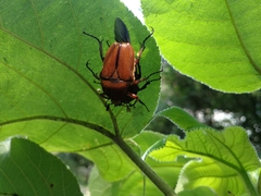 Cosmiomorpha similis