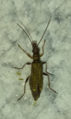 Oedemera barbara
