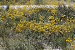 Anigozanthos pulcherrimus