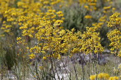 Anigozanthos pulcherrimus