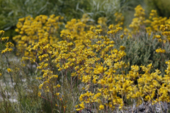 Anigozanthos pulcherrimus