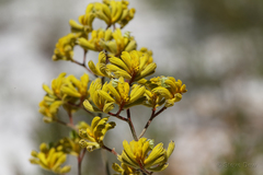 Anigozanthos pulcherrimus