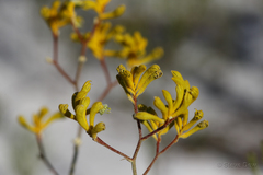 Anigozanthos pulcherrimus
