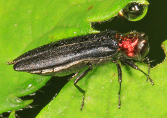 Agrilus ruficollis