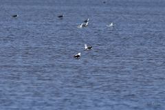 Cladorhynchus leucocephalus