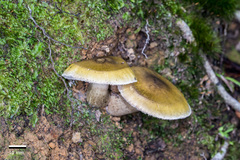 Tricholoma viridiolivaceum