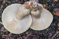 Tricholoma viridiolivaceum