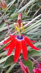 Passiflora manicata