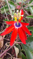 Passiflora manicata